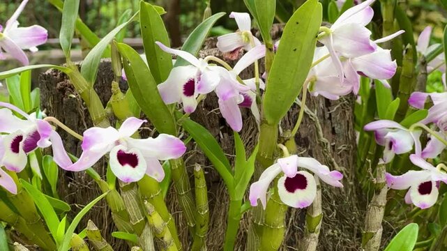 Dendrobium nobile orchid flower, also known as doll's eye. Spring flowers in the garden.