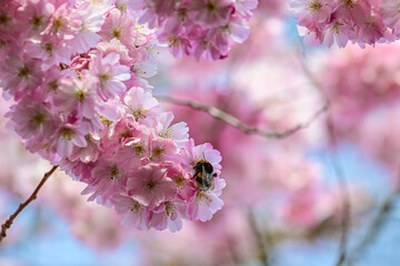 blossoming pink flowers of the Japanese flowering cherry (Prunus serrulata) in spring against a blue sky, cherry blossom, ornamental cherry, spring cherry