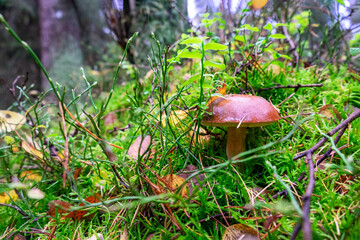 Wild Mushrooms in a Forest Setting