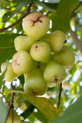 Wax apples on the tree. Java apple hang on the tree. 