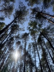 sun in the forest