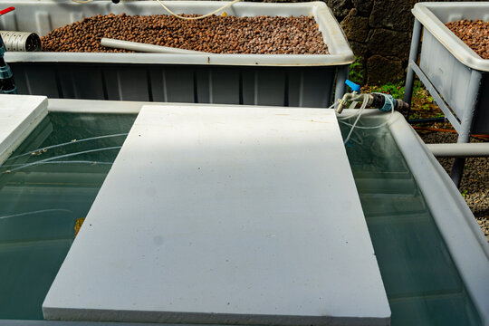 Home fish culture with recirculating aquaculture system of clear water in large polypropylene tanks. Aqua farming