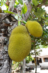 Jack fruit tree