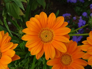 Orange Blume