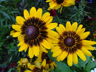 Obraz premium Yellow Flower