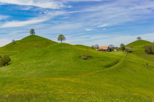 Drumlin hills with trees under blue sky in summer