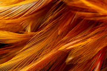 Macro brown feather,macro photo of brown hen feathers. background or textura,Chicken feather macro,background soft chicken feather color brown and orange