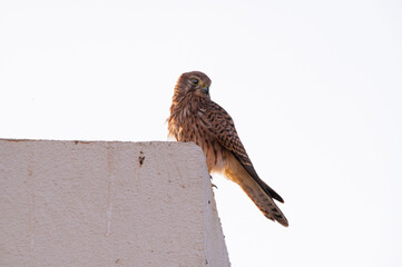 Falco columbarius perched on a building in the Egyptian sunrise, waiting for its prey.