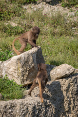 Two young Jelada playing in the rocks