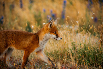 red fox in the wild
