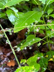 dew on a leaf