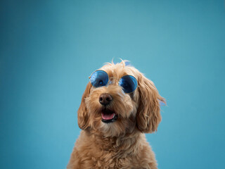 A Labradoodle with curly fur looks upward while wearing blue sunglasses, set against a blue background.