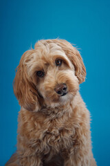 A Labradoodle with curly fur sits with its head tilted, looking curious against a blue background.