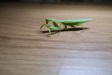Grasshoppers on the floor
