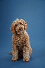 A Labradoodle with curly fur sits attentively, looking forward against a blue background.