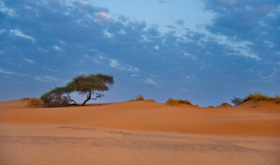 West Africa. Mauritania. Lonely acacia trees with scant foliage on the hot sand dunes of the southwestern outskirts of the Sahara Desert.
