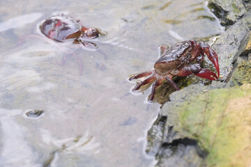 crab on the ground