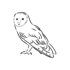 Sketch of Barn owl. isolated on white vector illustration