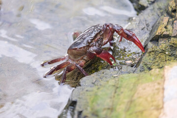 crab on rock
