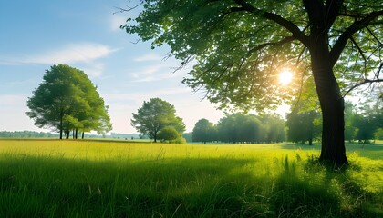 Serene green landscape featuring sunlit meadows and peaceful tree-lined paths under a clear blue sky