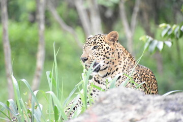 leopard in the zoo