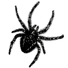 spider vintage illustration isolated on transparent background © lynea