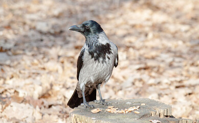 crow on the beach
