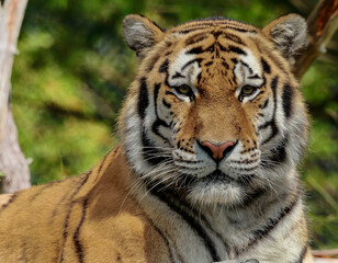 portrait of a tiger