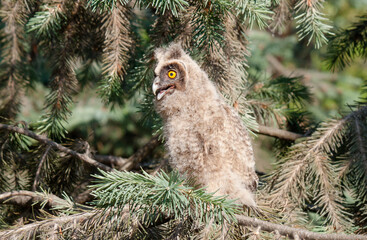 owl on a branch