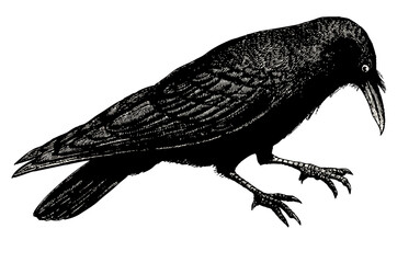 black crow vintage illustration isolated on transparent background