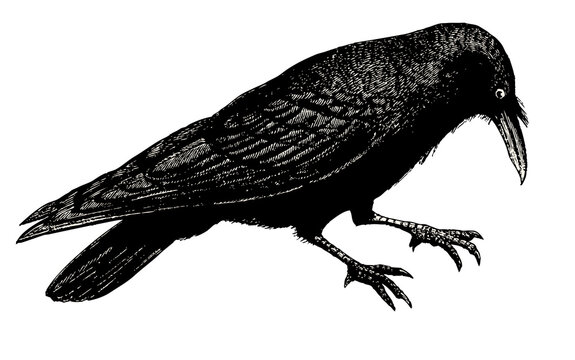 black crow vintage illustration isolated on transparent background