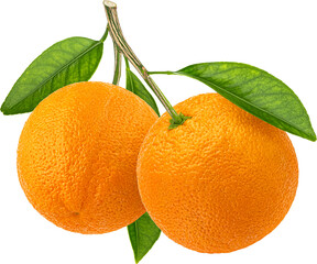 Two orange fruits on branch with leaves isolated