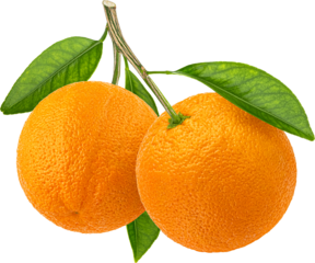 Two orange fruits on branch with leaves isolated