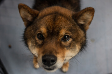 Shiba inu oscuro