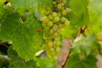 Uvas