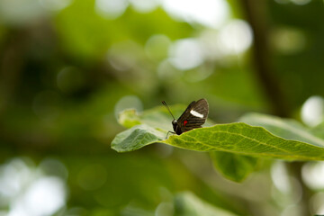 naturaleza