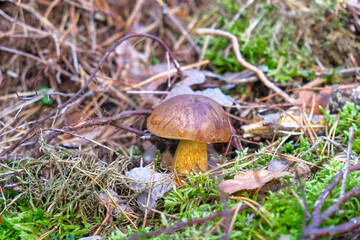 Wild Mushrooms in a Forest Setting