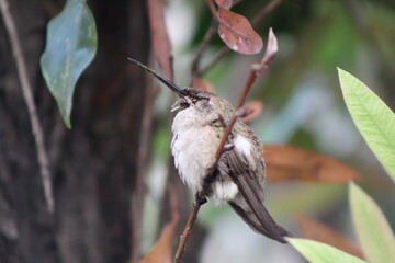 hummingbird