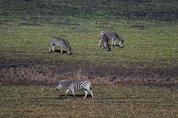 A herd of zebras stands on a green field that has been recently burnt, creating a striking contrast...
