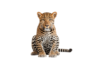 Leopard striking pose for camera. Ideal for wildlife publications, nature blogs, or educational materials centered on big cats and wildlife conservation. Generative AI