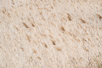 An abstract photograph of grass gently swaying in the wind, capturing the fluidity and motion of nature in a soft, blurred composition