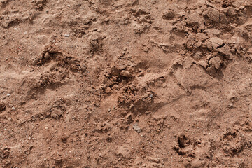 Background of beige, brown beach sand with natural pattern background. top view, flat lay. copy space, close up