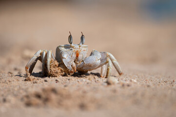 Ocypode saratan during the day on a sandy beach, bringing sand out of its hiding place. The coast of the Red Sea.
