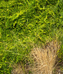Greenery Growing on a Hillside with a Stand of Dry Cheat Grass.