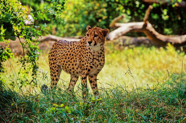 Cheetah
