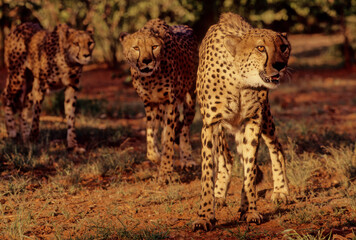 Cheetah