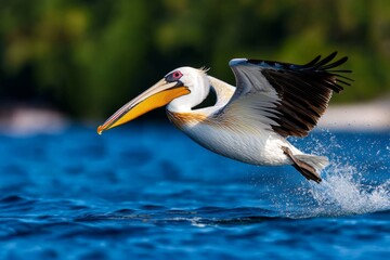 Pelican diving into the ocean with precision, splashing into the water to catch its prey
