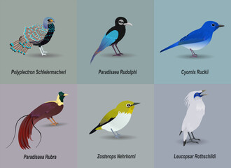 These are 6 types of rare birds in Indonesia