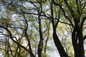 trees and sky, acacia trees in the forest, tree branches and sky 