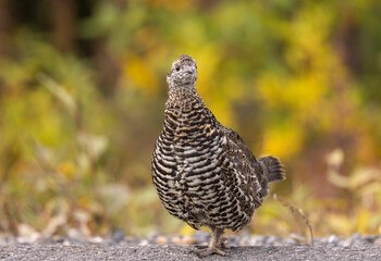 Spuce Grouse in Autumn in Denali National Park Alaska